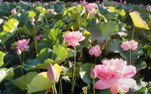 小田急江ノ島線「本鵠沼」駅から歩いて行ける蓮池は時期によってカワセミ・蓮の花が見る事ができます。